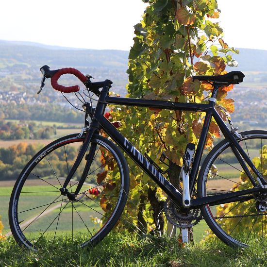 cycling in fall season in the wineyards